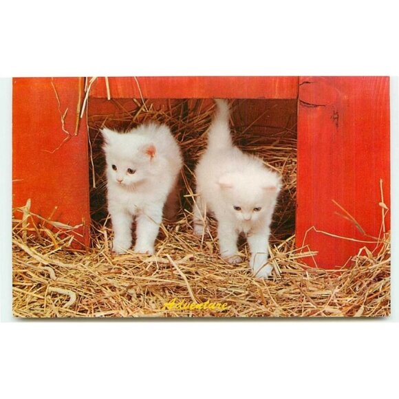 Adventurous White Kittens In Hay Postcard - Picture 1 of 7